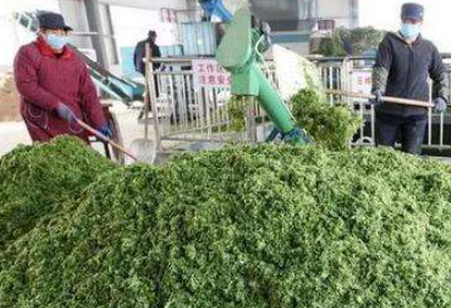 大量幾百噸廢棄菜葉回收利用生產(chǎn)工藝，果蔬垃圾廢菜葉怎么處理？